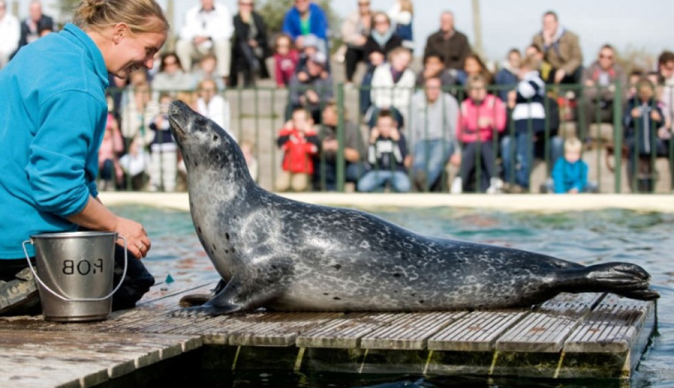 zeehond.jpg