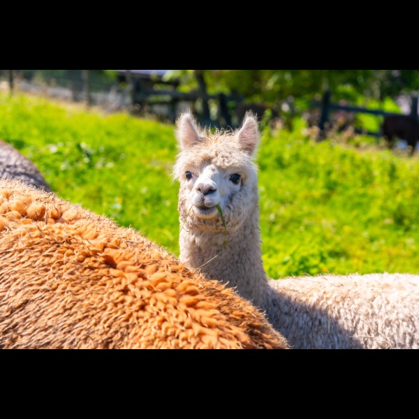 Alpaca Zeeland