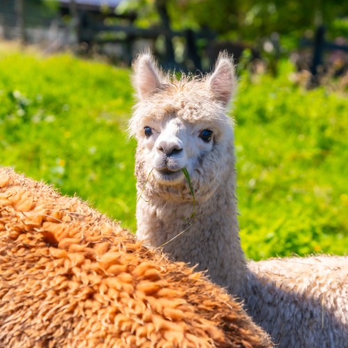alpaca