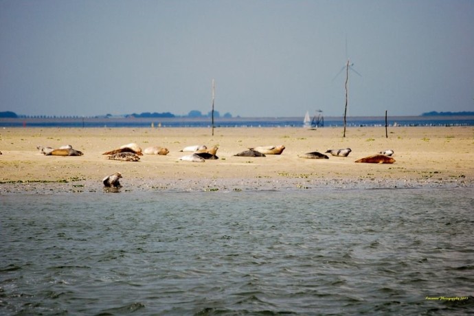 Foto- Zeehonden spotten!.JPG
