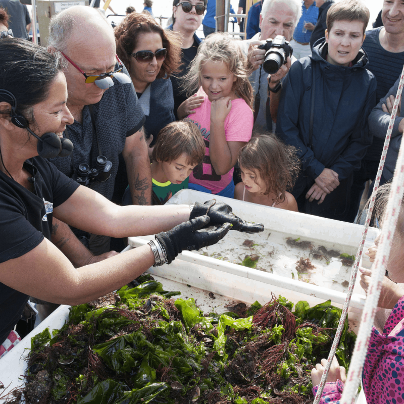 Marstrand Rondvaarten - Zeehonden spotten YE100