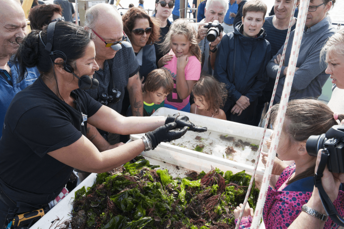 Marstrand zeehonden.png