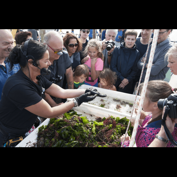 Marstrand Rondvaarten - Zeehonden spotten YE100