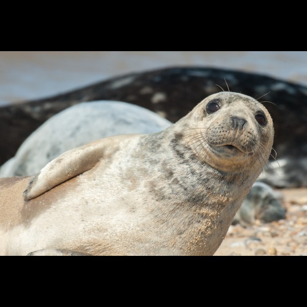 Zeehonden spotten