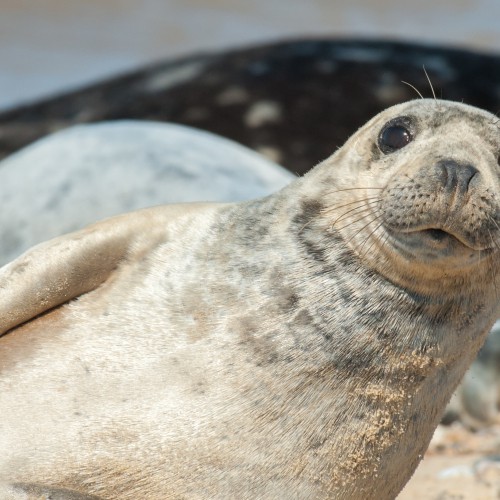 zeehonden spotten