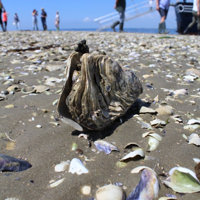 Marstrand Rondvaarten YE100