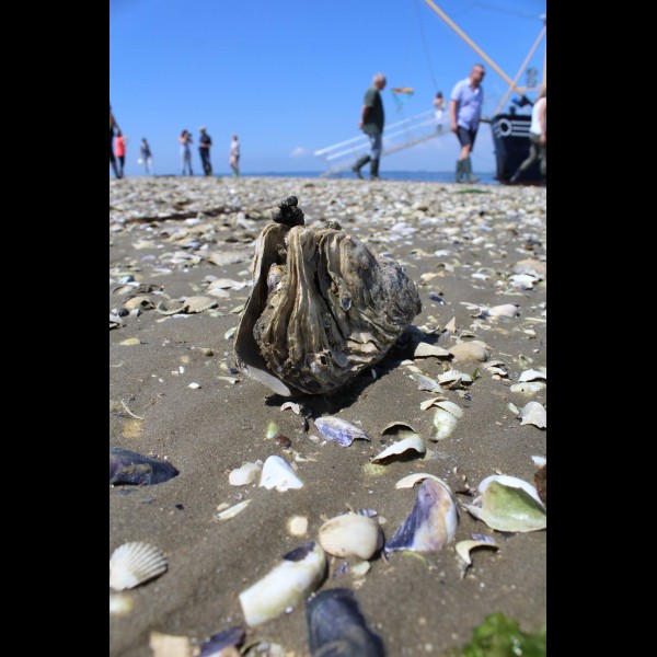 Marstrand Rondvaarten YE100