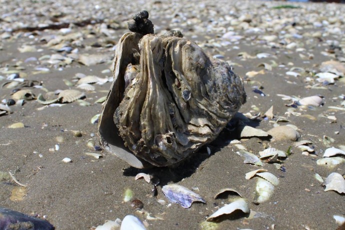 Marstrand Natuurvaartocht - NIEUW.JPG