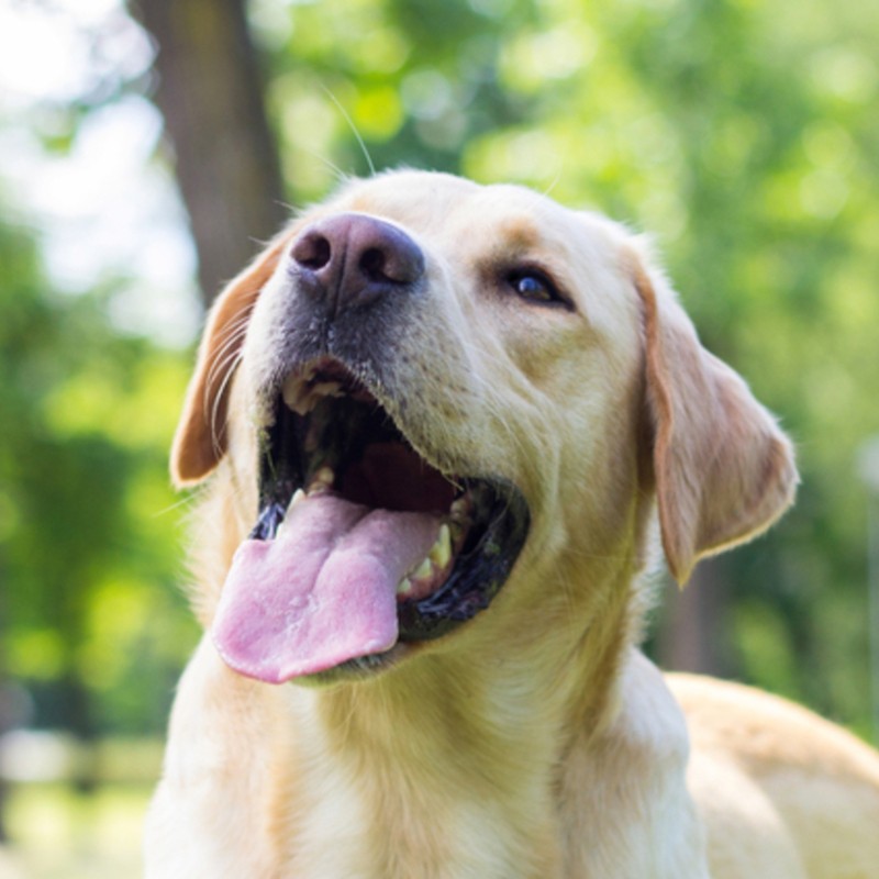 hond.jpg