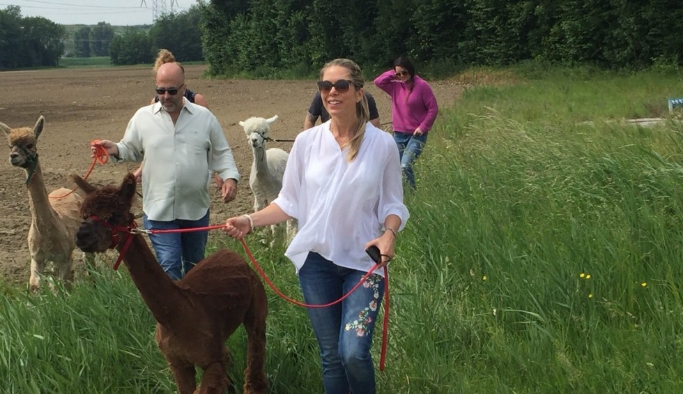 Alpaca Zeeland-min.jpg