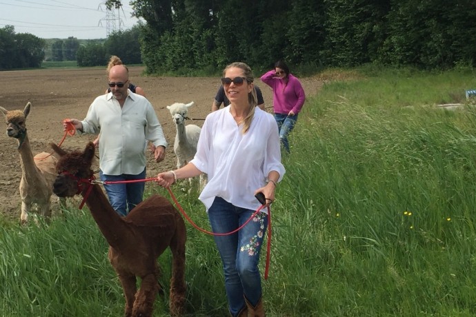 Alpaca Zeeland-min.jpg