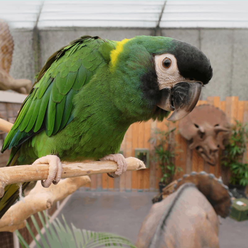 Berkenhof Tropical Zoo - Kwadendamme