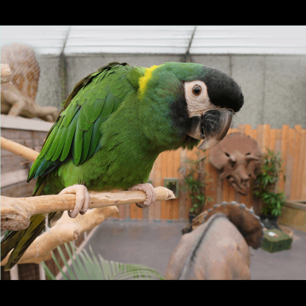 Berkenhof Tropical Zoo - Kwadendamme
