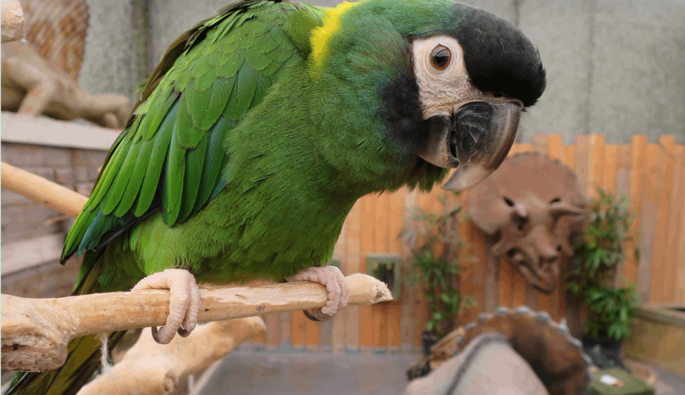 Berkenhof Tropical Zoo.png