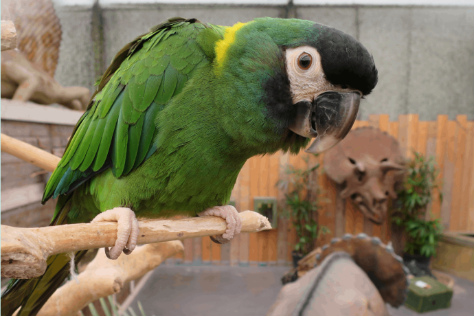 Berkenhof Tropical Zoo.png