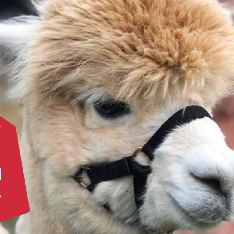 Alpaca Zeeland