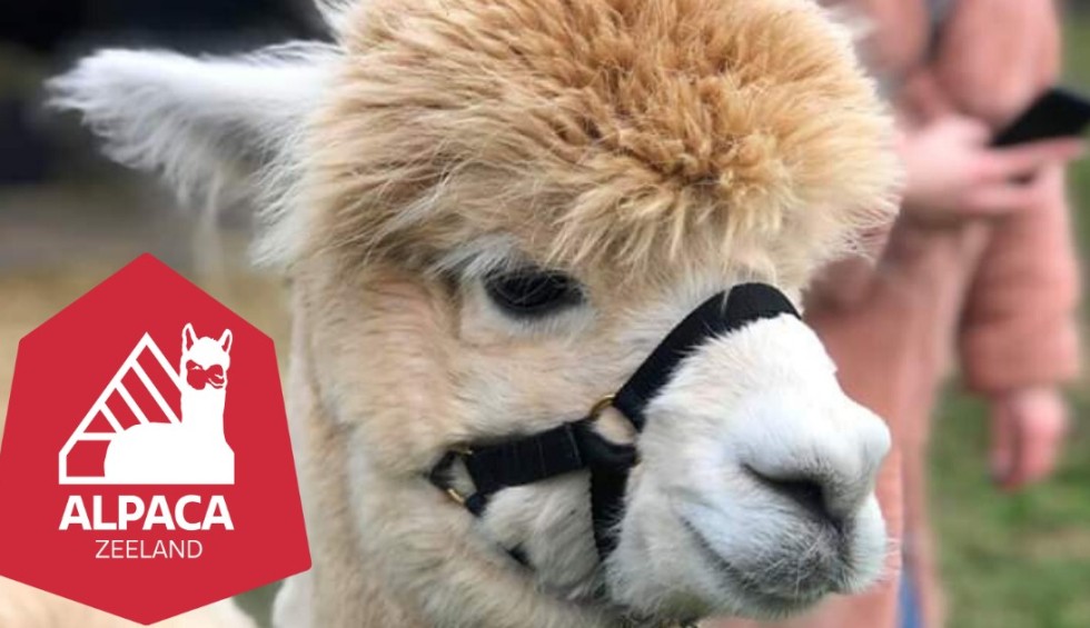 Alpaca Zeeland - NIEUW.jpg