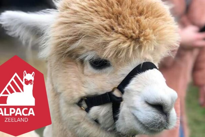 Alpaca Zeeland - NIEUW.jpg