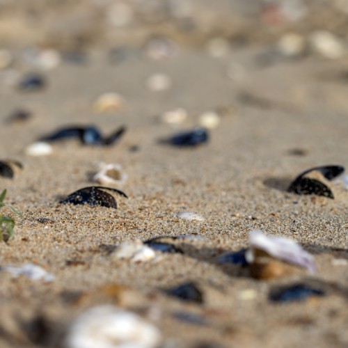 schelpen strand